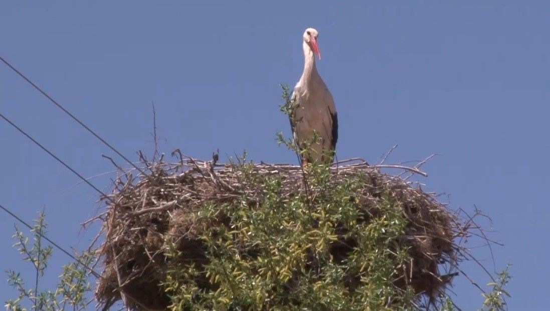 Afrika’dan gelen leylekler Erzincan’da mola verdi