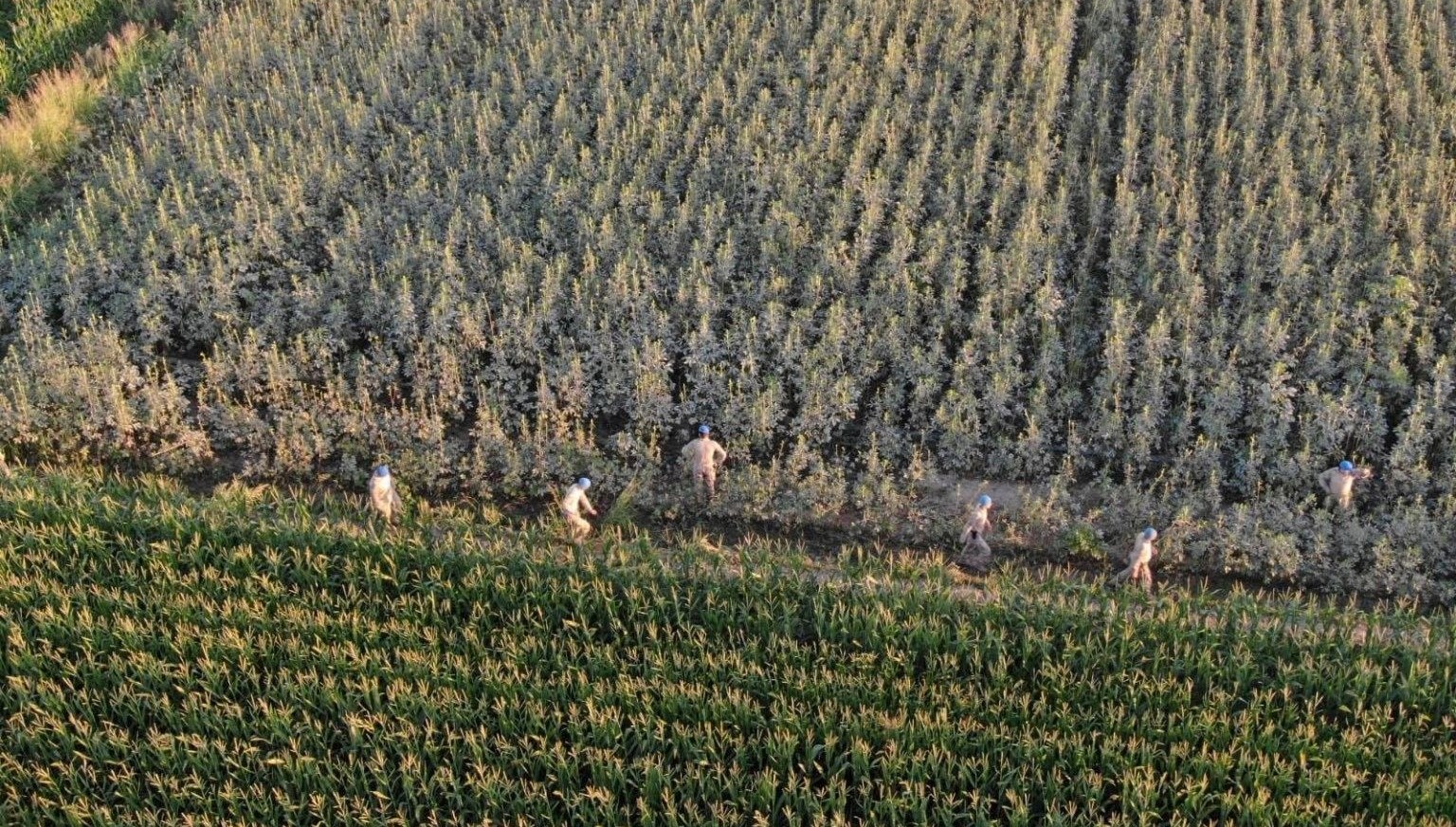 Aydın’da 37 kök kenevir ele geçirildi