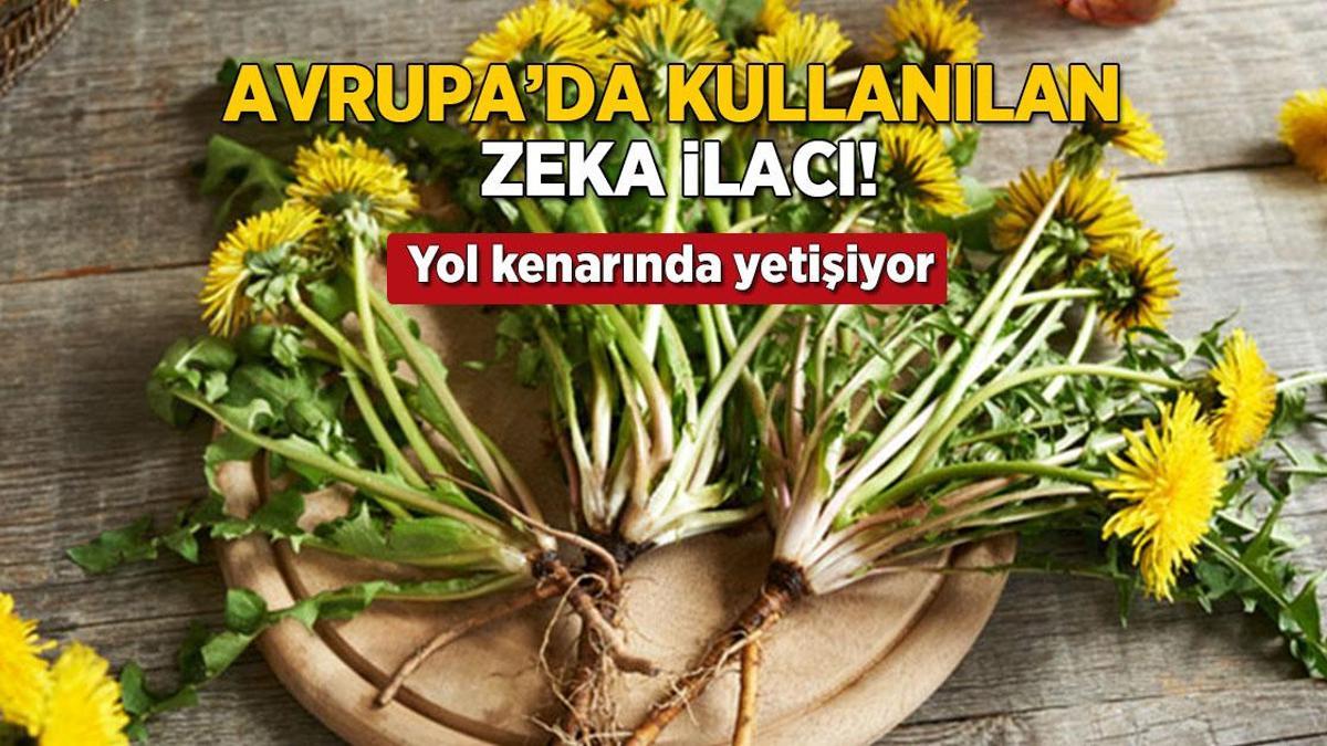 Avrupa’da zeka ilacı, Türkiye’de var ama bilen yok! Yol kenarındaki mucize