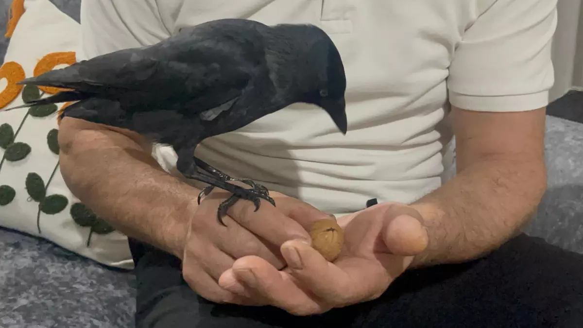 Düzce’de Karga Aile Üyesi Oldu