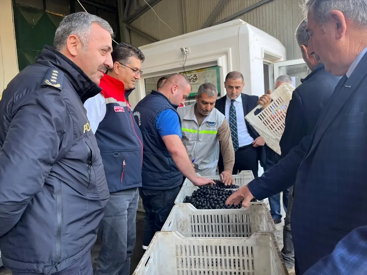 Şarköy’de Zeytin Hasadı Etkinliği