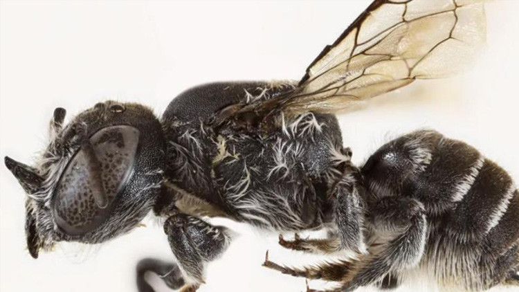 Yeni tür bir arı keşfedildi: Şeytan arısı