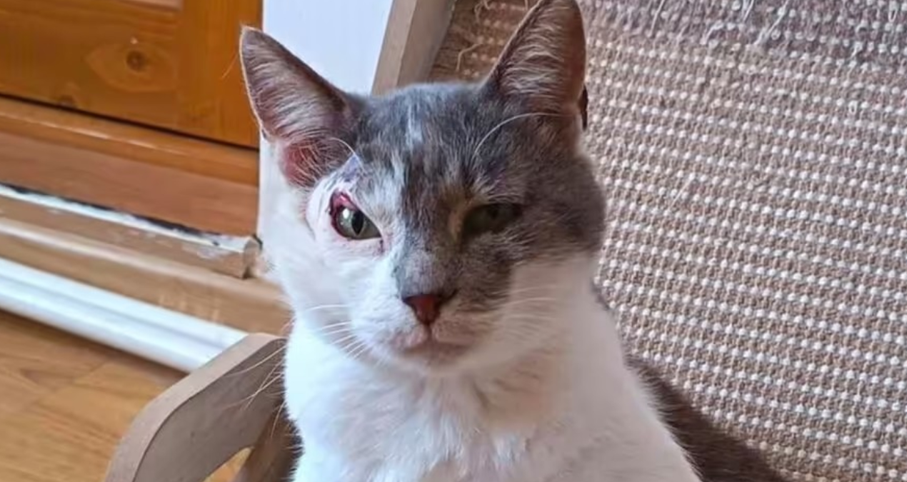 Bu kediyi kimse sahiplenmek istemiyor: Farklı bir nedeni var