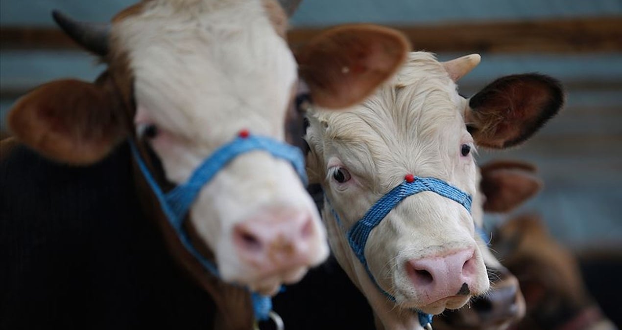 2026 Kurbanlık Fiyatları: İl İl Güncel Büyükbaş ve Küçükbaş Hayvan Listesi